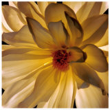 Buy All Ablaze at AllPosters.com