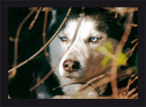 Buy Le Loup at AllPosters.com