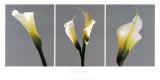 Buy Grey Callas at AllPosters.com