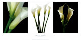 Buy White Callas at AllPosters.com