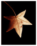 Buy Tall Maple Leaf at AllPosters.com