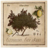 Citronnier, Cote d'Azur