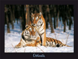Tigres