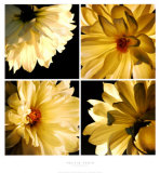 Buy Dahlia Troupe at AllPosters.com