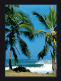 Buy Spot d'Haleiwa at AllPosters.com