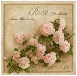 Rose The Noisette