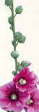 Buy Pink Hollyhock III at AllPosters.com
