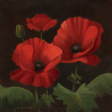 Vibrant Red Poppies I