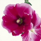 Pink Hollyhock I