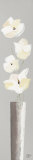 Buy Contraste Floral II at AllPosters.com