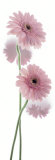 Buy Gerbera Hybrida at AllPosters.com