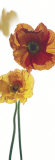 Buy Papaver Nudicaule CV. at AllPosters.com
