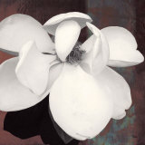 Buy Magnolia Blue II at AllPosters.com
