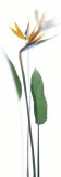 Buy Strelitzia Reginae at AllPosters.com