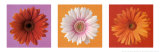 Daisies