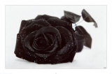 Buy Gothic Rose at AllPosters.com