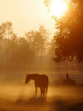 Horse Stands in a Meadow in Early Morning Fog in Langenhagen, Northern Germany