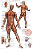 Muscular System