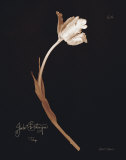 Buy Tulip at AllPosters.com
