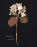Buy Hydrangea at AllPosters.com