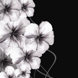 Ebony and Ivory II