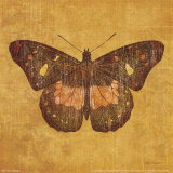 Ochre Butterfly