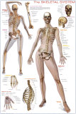 Buy Skeletal System at AllPosters.com