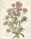 September Aster