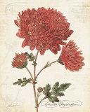 November Chysanthemum Art Print