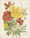 August Poppy