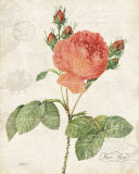 June Rose Art Print