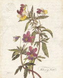 February Violet