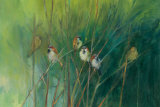 Buy Summer Sparrows at AllPosters.com