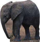 Buy Baby Elephant at AllPosters.com