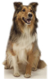 Buy Collie Dog at AllPosters.com