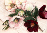 Buy Elegant Anemones at AllPosters.com