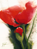 Buy Faszination Mohn II at AllPosters.com