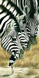 Buy Black and White at AllPosters.com