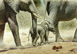 Buy Go Baby Go at AllPosters.com
