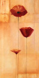 Poppy Elegance IV
