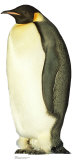 Buy Penguin at AllPosters.com