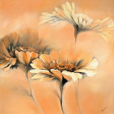 Apricot Summer II