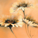 Apricot Summer I