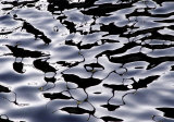 Buy Liquids VI at AllPosters.com