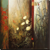 Rainforest Poppies