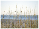 Buy Coastal Grasses at AllPosters.com