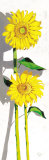 Girasoles I