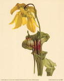 Sarracenia Flava
