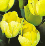 Buy Tulipanes Amarillos at AllPosters.com
