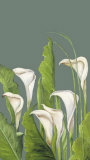 Buy Calas Blancas at AllPosters.com